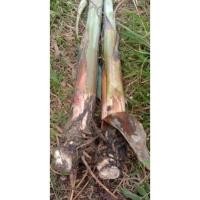 ราคา หน่อกล้วยนากยักษ์พันธุ์หายาก (15948946907)