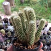 ราคา แมมนิ้วทอง (Mammillaria elongata) "กระถาง 3 นิ้ว" (287293631)