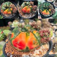 ราคา ยิมโนแดมซิไอ แม่ลูกดกด่าง แคคตัส กระบองเพชร (9529029146)