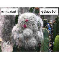 ราคา แมมแม่ฒ่า ขนยาว ซุปเปอร์บา กราฟ เมล็ด กระบองเพชร แมม ฮาเนียนา แมมฮาเนียน่า แม่เฒ่า hahniana cactus (19038051210)
