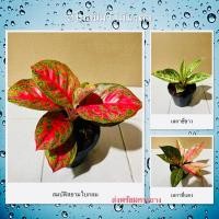 ราคา อโกลนีมา ไม้มงคล สมบัติสยามใบกลม เลกาซี่ขาว (รวยล้นฟ้าขาว) เลกาซี่แดง (รวยล้นฟ้าแดง) ส่งพร้อมกระถาง 5 นิ้ว (22221667492)