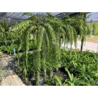 ราคา เฟิร์นสไบนาง ก้านอ่อนสวยๆ อ่อนๆ ย้อยๆ 100 บาท (17169576176)