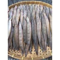 ราคา ปลาหลดแดดเดียวไซซ์ใหญ่ (21191629549)