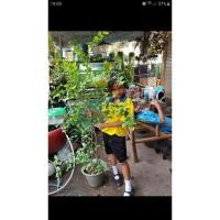 ราคา ต้นมะยมแดง(ต้นเพาะเมล็ด) (9902930685)