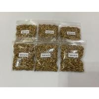 ราคา เมล็ดพันธุ์ไผ่ซางนวล 100 เมล็ด เก็บปี 66 (6591482972)