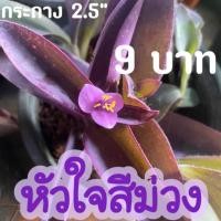 ราคา หัวใจสีม่วง หัวใจราหู ไม้ฟอกอากาศกระถาง2.5” ซื้อ 4 กระถาง= 35 บาท (7743008076)