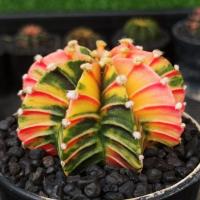 ราคา ยิมโนด่าง LB2178 Hybrid ไร้หนาม ไม้เมล็ดไซส์แม่พันธุ์/No.02 (5142288291)