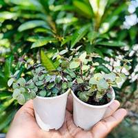 ราคา ต้นริบบิ้นชาลีเขียว Mini Turtle Plant  (6472617154)
