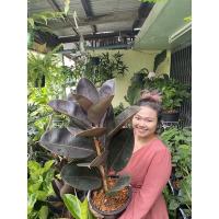 ราคา ยางอินเดียดำ Rubber Plant (10051680255)