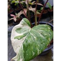 ราคา ต้นเสน่ห์จันทร์ ประกายดาว (10236569366)