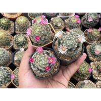 ราคา ขนนกขาว ขนนกเหลือง แมมมิลาเรีย ลุ้นสีดอกชมพูหรือแมมขนนกขาว และแมมขนนกเหลือง (Mammillaria plumosa) แคคตัส กระบองเพชร (7559627801)