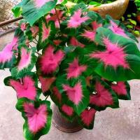 ราคา ต้นบอนสีราชินีแห่งใบไม้​ ฉายาว่า​ ช้างเผือกใบบัว​ ช่วยฟอกอากาสปลูกแล้วดูสวยงาม (13603165636)