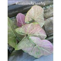ราคา บอนสีม่วงเจริญ บอนสีม่วงหายาก ขนาดกระถาง 4" (20138028449)