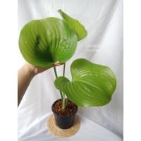 ราคา ต้นว่านนางคุ้ม ว่านผู้เฒ่าเฝ้าบ้าน ว่าน ไม้มงคล ✨ต้นใหญ่ กระถาง 5 นิ้ว✨ (10770577308)