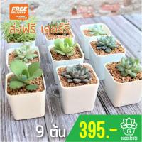 ราคา ส่งฟรีเคอร์รี่ กุหลาบหิน 9 ต้นราคาเดียว Succulents 2u กุหลาบหินนำเข้า ไม้อวบน้ำ (4462579410)