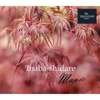 ราคา Rare!! ต้นเมเปิ้ลญี่ปุ่นพันธุ์ Inaba shidareใบพริ้วไหวคล้ายขนนก สีของใบโดดเด่นด้วยเฉดสีแดงไวน์ - ต้นเมเปิ้ล - เมเปิ้ลแดง (18574157249)