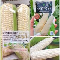 ราคา เมล็ดข้าวโพด นมสดฮอกไกโด เพียวไวท์ เมล็ดนำเข้า 10 เมล็ด (4122282877)