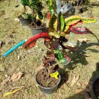 ราคา โกสน วิสันตราสี กระถาง 6 นิ้ว สาย ต้นโกสน (11677501996)