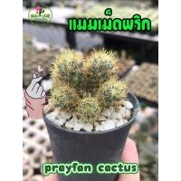 ราคา ต้นกระบองเพชร (Cuctus) : เม็ดพริกฟอร์มกอ (5294248274)