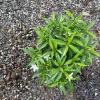 ราคา ต้นพุดศุภโชค ไม้มงคล ไม้แดดจัด ดอกออกตลอด กระถาง6นิ้ว (15596231457)