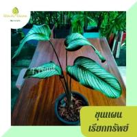 ราคา ต้นคล้าขุนแผนเรียกทรัพย์ ไซส์กระถาง8นิ้ว จัดส่งแบบห่อตุ้ม (11364249058)