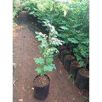 ราคา ต้นกล้ามะยมขนาด50ซม.(1ชุด2ต้น) (7024471086)