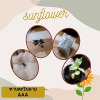 ราคา เมล็ดทานตะวันลาย AAA ♡100+เมล็ด♡//โตไว โตง่าย//ปลูกทานเป็นต้นอ่อนได้ ปลูกให้ออกดอกได้ (7434850339)