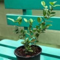 ราคา ต้นมะม่วงหาว มะนาวโห่ (1396336216)