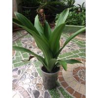 ราคา ต้นวาสนา ไม้มงคลโชคลาภ (4253427357)