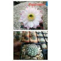 ราคา Cactus แคคตัส กระบองเพชร พันธุ์อิชินอฟ lady pink angle (7144462571)