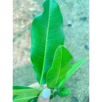 ราคา ต้นเกดไม้มงคลประจำจังหวัดประจวบคีรีขันธ์ ต้นละ49บาท (21088507554)