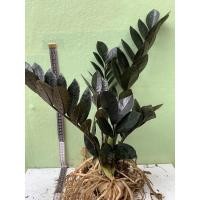 ราคา กวักมรกตดำ ( ไซค์แม่พันธ์ ) ไม้มงคล โขดสวย ไม้ฟอกอากาศ เสริมโชคลาภ zamioculcas zamiifolia black (10206917917)