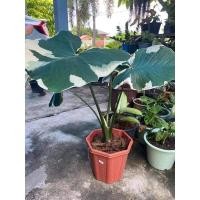 ราคา ต้นบอนสีถุงเงินถุงทอง (13717681591)