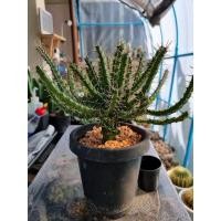 ราคา ยูโฟเบีย euphorbia/cactus บนตอแลคเทีย สามารถทักมาเลือกต้นได้ (2992111138)