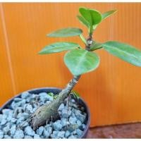 ราคา บอนไซ ไทร ไต้หวัน ใบกลม (เพาะเมล็ด )หัวสวย (13934141977)