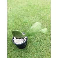 ราคา ต้นกระบองเพชรรับประทานผล สายพันธุ์ Opuntia ficus-indica #โอพันเทีย #Opuntia cactus #ใบเสมา #แคคตัส #พันธุ์ไม้หนาม (7144337803)