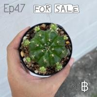 ราคา ยิมโนแม่ลูกดก (แคคตัส) (3067027506)