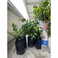 ราคา ต้นมะยมแดงเพาะเมล็ด ราคาถูก (16239895627)