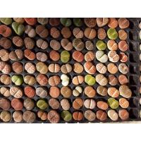 ราคา Lithops ไลทอปคละสายพันธุ์ ขนาด 2.5-3 เซนติเมตร ไซส์ใหญ่ๆ ชุดB (10912159603)