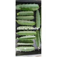 ราคา ตอสามเหลี่ยมตัดสด ตอสามเหลี่ยม นำไปขยายพันธุ์ (6451608926)