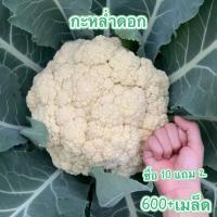 ราคา ดอกใหญ่จริง 600เมล็ด เมล็ด​พันธุ์​ กะหล่ำดอก​ Cauliflower​ เมล็ดพันธุ์คุณภาพ (22485428695)