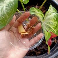 ราคา บอนสีชายชลผ่าหัว บอนสีนามชายชลป้ายสีแดงสวยๆ (13523496988)