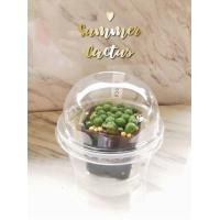 ราคา ชุดเพาะเมล็ด แคคตัส (5136981347)