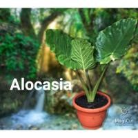 ราคา บอนหูช้างก้านลาย หูช้างเขียว Alocasia (9389637963)