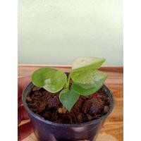 ราคา โชคเก้าชั้นด่าง #ต้นไม้ด่าง (11845997950)