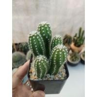 ราคา อิชินอปซิส Echinopsis (3314955089)