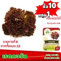 ราคา [10แถม1 มีคู่มือ] เมล็ดพันธุ์ เรดคอรัล Red coral ประมาณ 500 เมล็ด (0.5กรัม) เมล็ดพันธุ์ ผักสลัด ทำมะชาดฟาร์ม (7135759819)