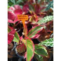 ราคา ต้น แสงเงินแสงทอง ไม้มงคล (25213025603)