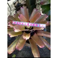 ราคา สับปะรดสี #นีโอ #รูบ้า (#Neo #ruba)#สับปะรดสี# นีโอ#neo# ต้นไม้สวยงาม# ไม้ประดับ# ตกแต่งบ้าน (8847452502)