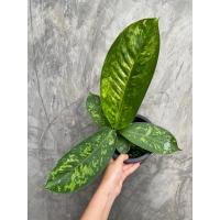 ราคา เศรษฐีวิลสันใบด่าง (15096405982)